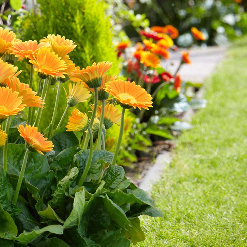 Winterharte Gerbera 'Garvinea®' (Gelb) kaufen Ahrens+Sieberz