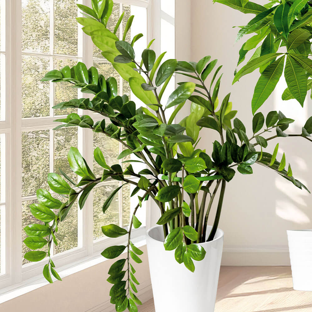 Glcksfeder (Zamioculcas zamiifolia) kaufen | Ahrens+Sieberz -  Pflanzenversand & Gartenbedarf