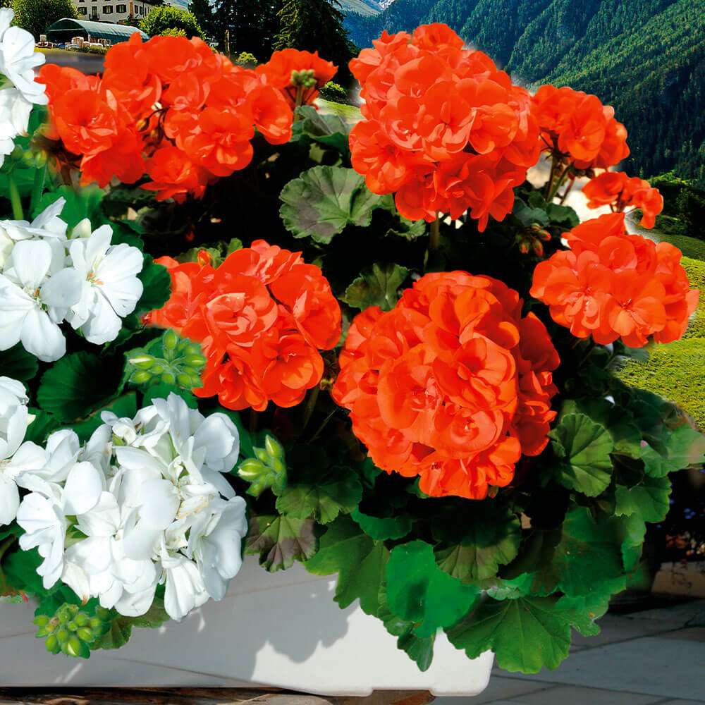 Geranie Sunrise Mandarin kaufen | Ahrens+Sieberz - Pflanzenversand &  Gartenbedarf