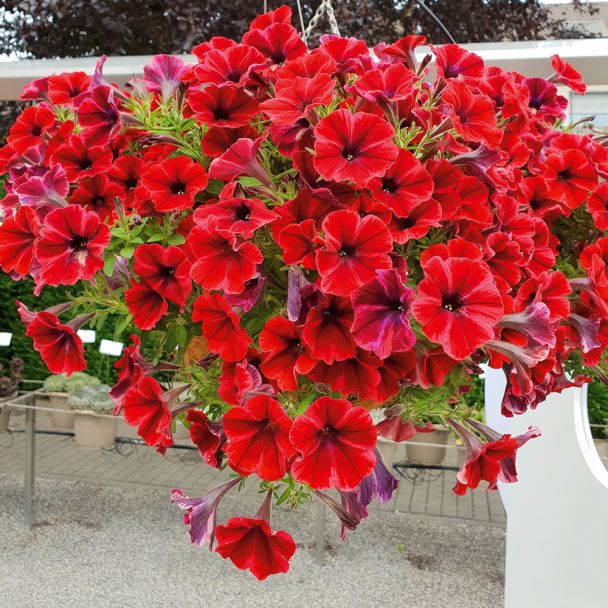 Petunie Fiona Flash Petunien Balkon Sommerblumen Ahrens Sieberz Pflanzenversand Gartenbedarf