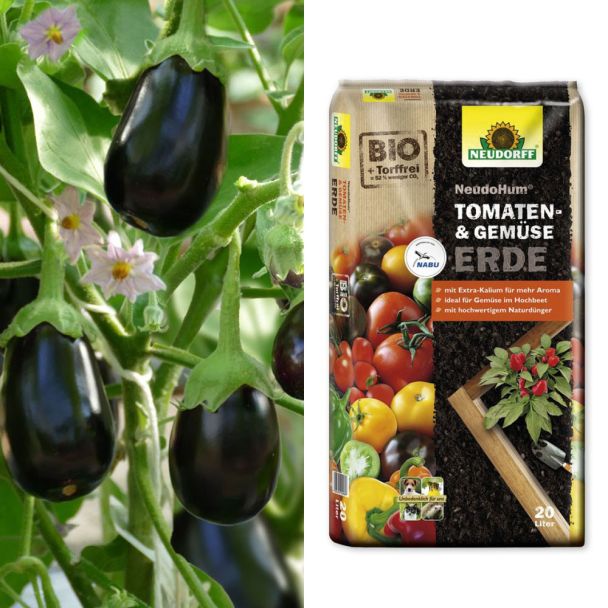 Mini-Aubergine 'AuberGini' + Erde (Sparangebot)