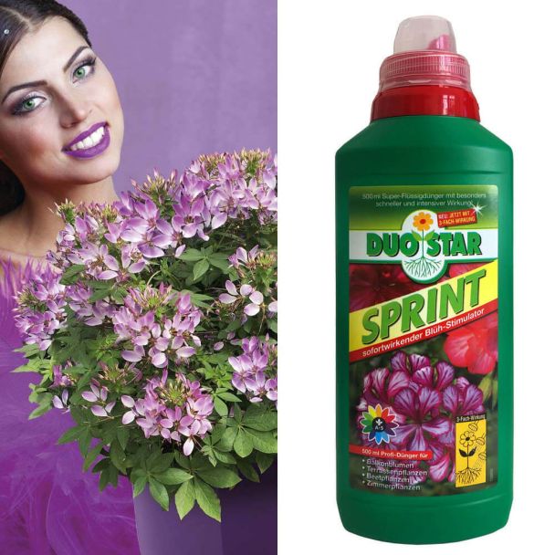 3 x 'Rosalita®' + 1 x 0,5 l DuoStar Sprint im Sparpaket