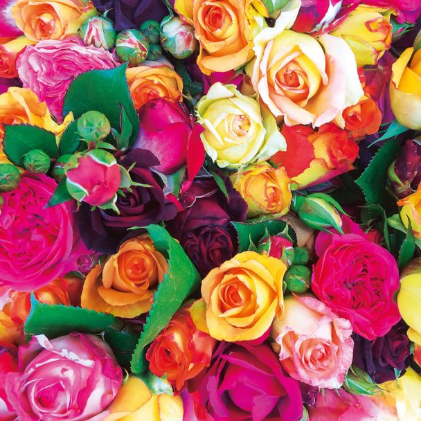 8 x Bunte Edelrosen