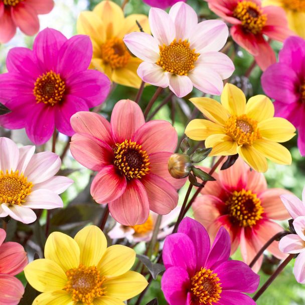 Dahlien Happy Single Mix