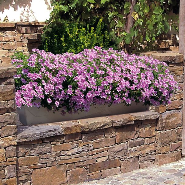 Duft-Geranie 'Pink Limona®'
