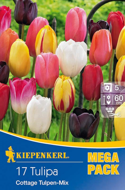 Tulpen 'Cottage Tulpen Mix'