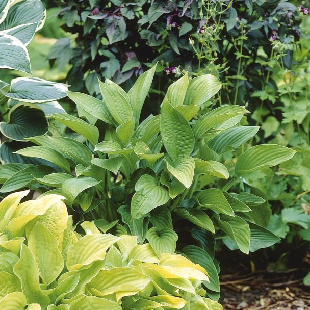 Hosta Hybriden, 'Marmalade on Toast'