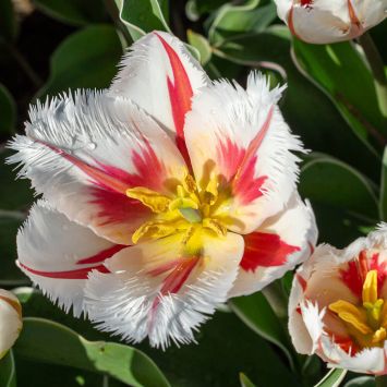 Tulpe Salsa