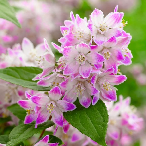 Deutzia Raspberry Sundae
