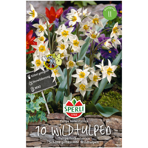 Wildtulpen - Tulipa turkestanica
