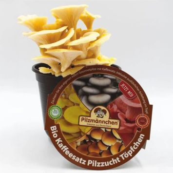 BIO Limonenseitling Kaffeesatz-Set