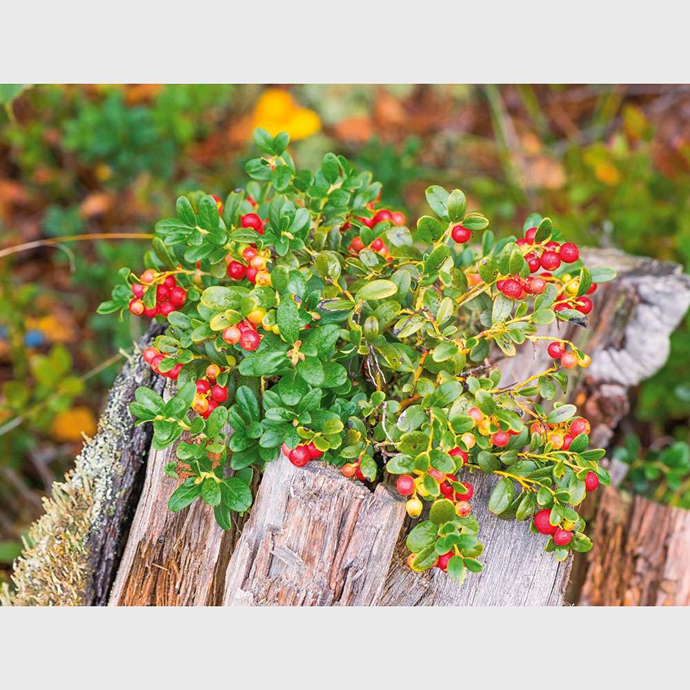 Fruchtender Bodendecker Cranberry | Cranberry | Obst | Ahrens+Sieberz -  Pflanzenversand & Gartenbedarf