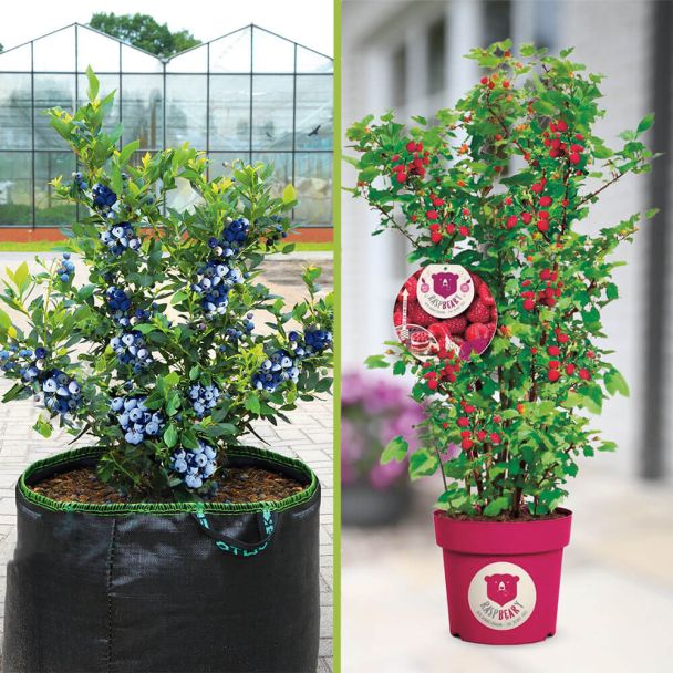 Himbeere Raspbeary und Trauben-Heidelbeere Blue Berry (Stämmchen-Set)
