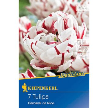 Kiepenkerl Profiline Tulpen Carnaval de Nice