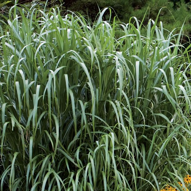 Miscanthus Giganteus