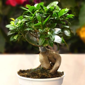 Ficus-Bonsai