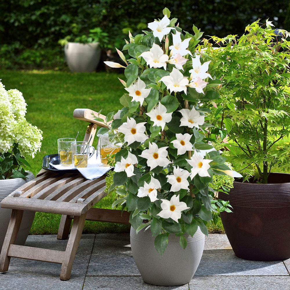 Sundaville® Pyramide, White | Kübelpflanzen | Balkon & Sommerblumen | Ahrens Sieberz ...