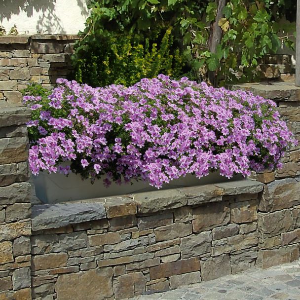 Duft-Geranie 'Pink Limona®'