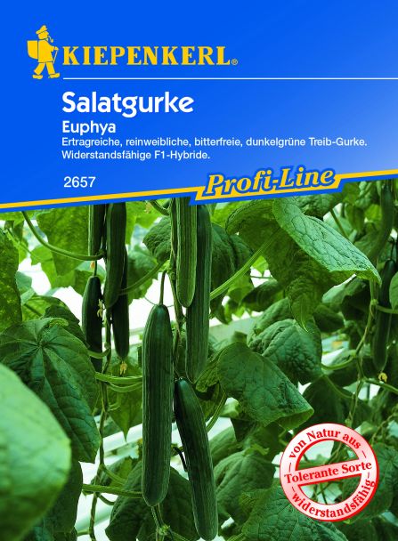 Salatgurke 'Euphya' F1