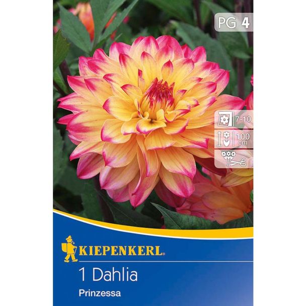 Deko-Dahlie Prinzessa