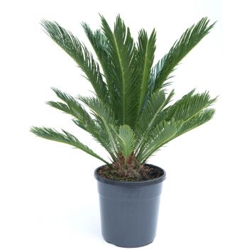 Japanischer Palmfarn