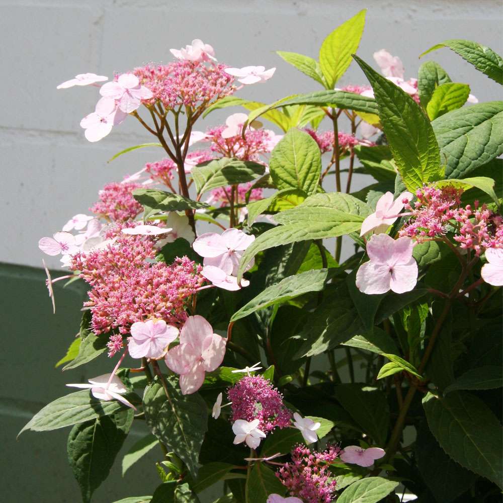 Tee-Hortensie &lsquo;Oamacha&rsquo; | Hortensien | Blüh & Ziergehölze | Ahrens