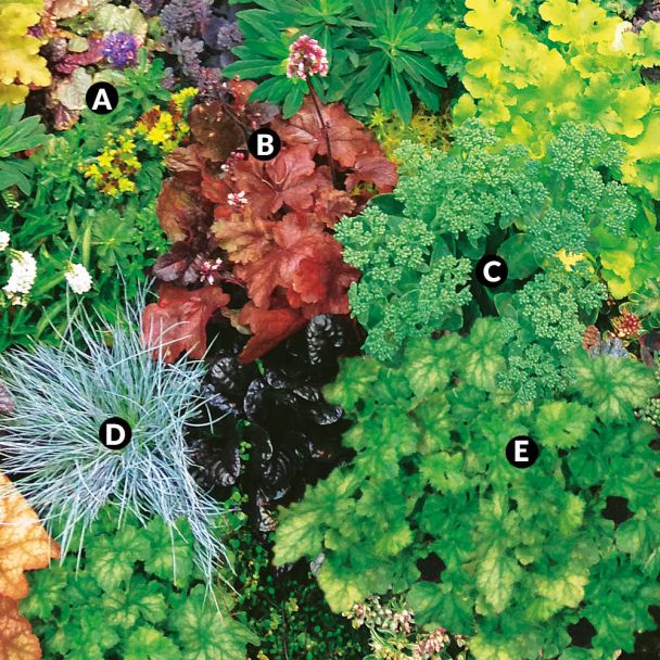 Heuchera und Gräser Mix