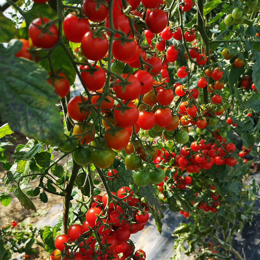 Mini Cocktail Tomate Perlino F1 Ahrens+Sieberz Pflanzenversand