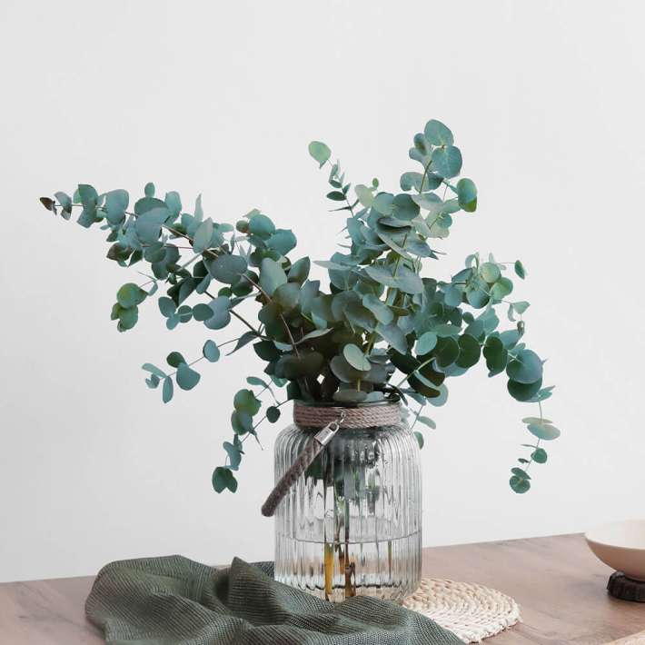 Eucalyptus Busch (Eucalyptus gunnii) kaufen | Ahrens+Sieberz -  Pflanzenversand & Gartenbedarf