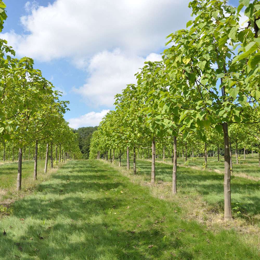 Kiribaum Paulownia kaufen Ahrens+Sieberz Pflanzenversand & Gartenbedarf