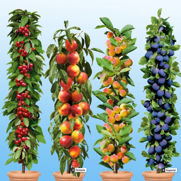 4 Säulen-Bäume: 1 Queen Mary, 1 Fantasia, 1 Miracose®, 1 Imperial