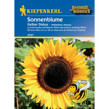 Sonnenblume 'Gelber Diskus'