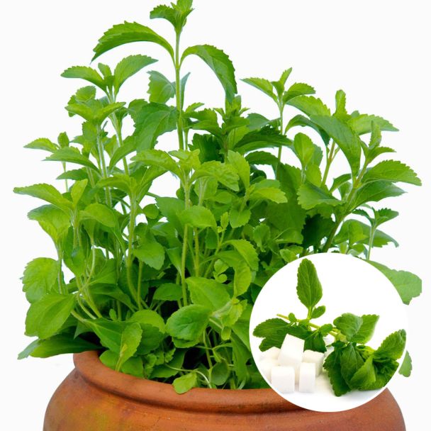 Süsskraut 'Stevia'