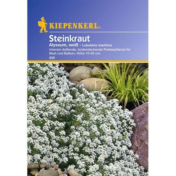 Steinkraut 'Alyssum, weiß'