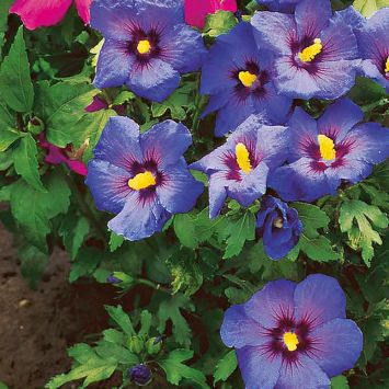 Winterharter Hibiskus, violettblau