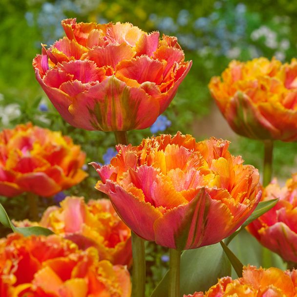 Crispa Tulpe Royale