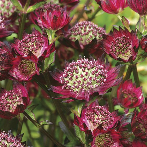 Sterndolde 'Moulin Rouge®'