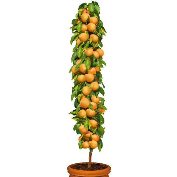 Säulenobstbaum Aprikose 'Golden Sun', einjährig