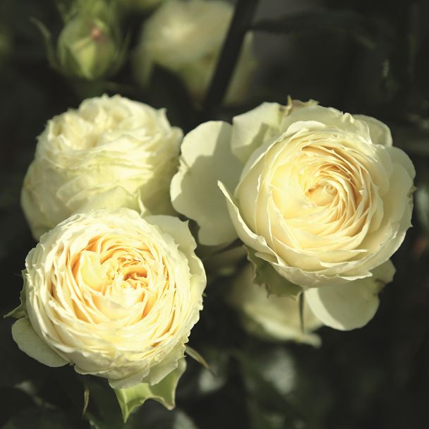 'Lemon-Rokoko®' Rose