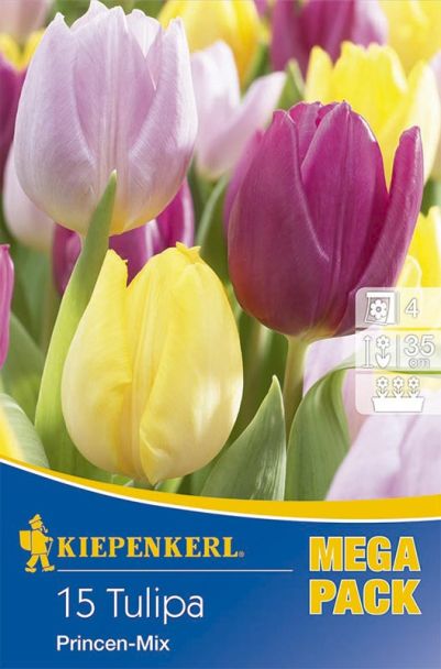 Mega-Pack Tulpen Princen Mix