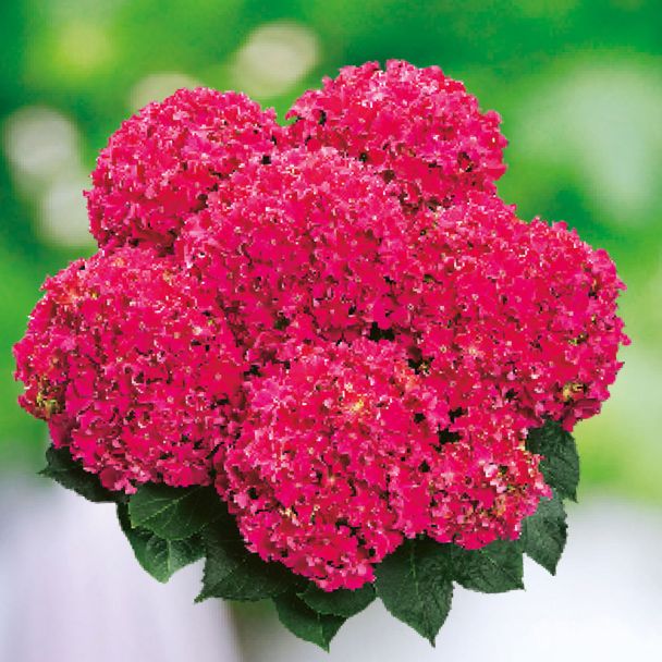 Hortensie 'Curly® Sparkle Red'