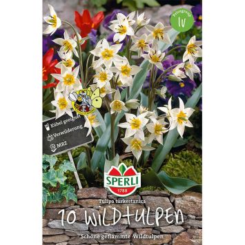 Wildtulpen - Tulipa turkestanica
