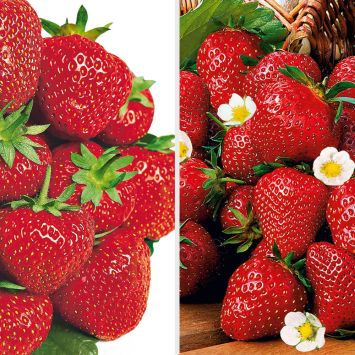 Feinschmecker-Duo: 20 Erdbeerpflanzen als Topfpflanzen