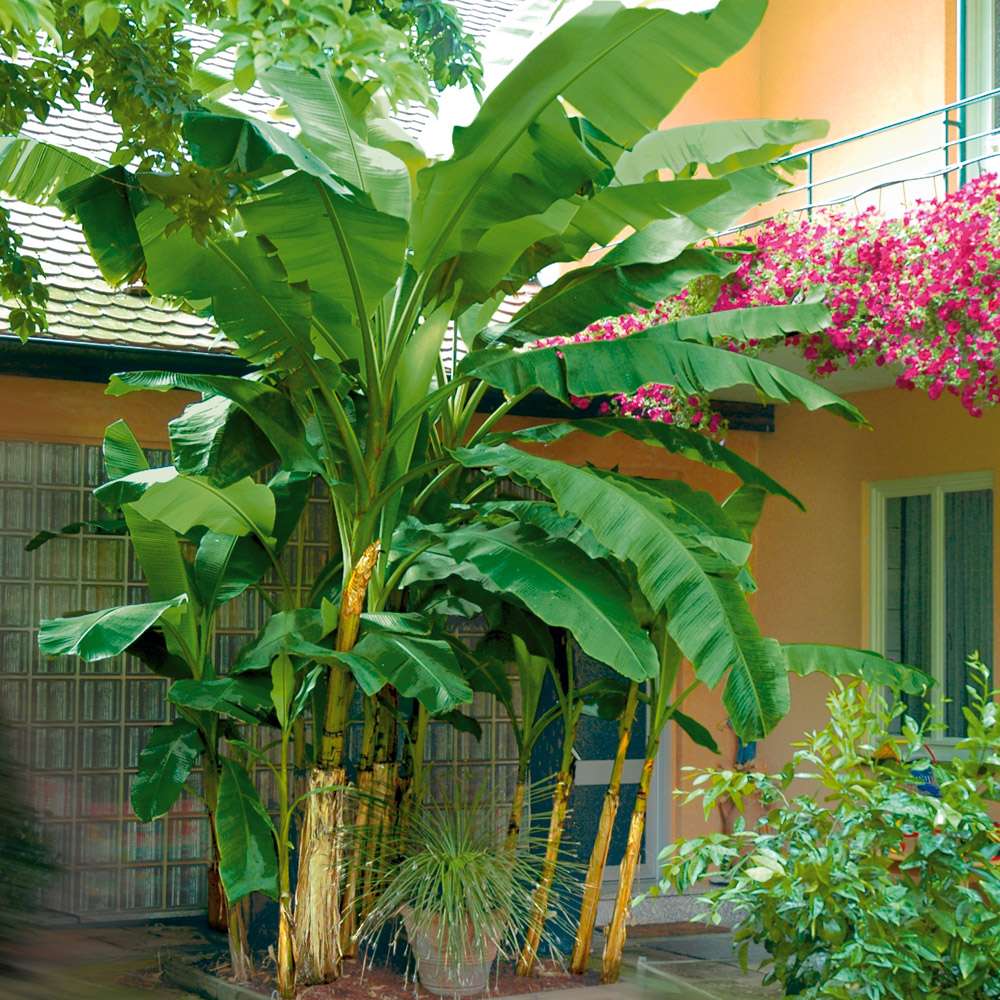 Winterharte Bananenstaude Musa (Musa Basjoo) kaufen | Ahrens+Sieberz ...