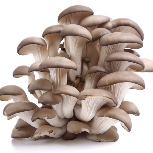 'Austernpilz' Pilz-Dübel