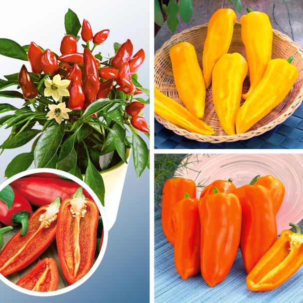 3 x Snack-Paprika 'Ariella®'
