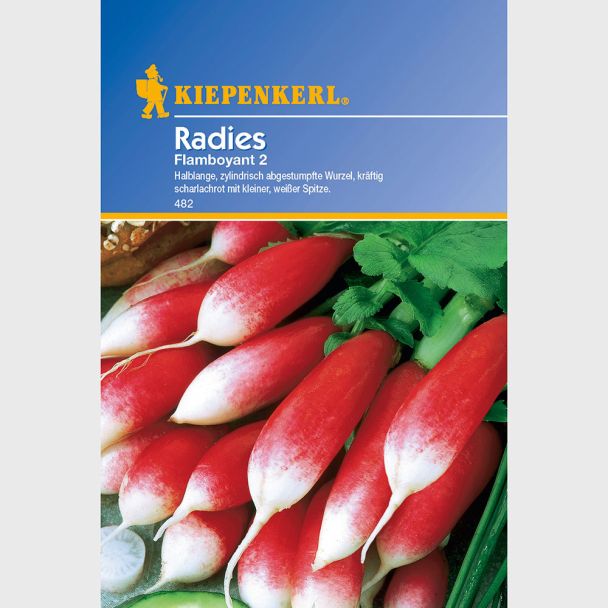 Radies 'Flamboyant 2'