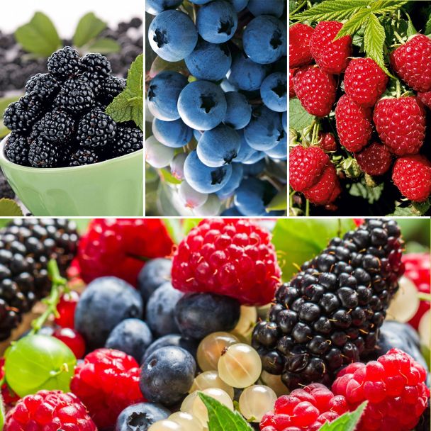 Kleiner Naschgarten, Drei-Beeren-Sortiment