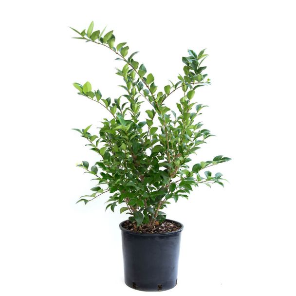 Japanischer Liguster ‘Texanum’