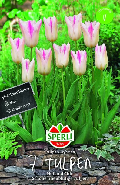 Tulpen Holland Chic